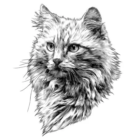 Dibujar en blanco y negro un gato.
