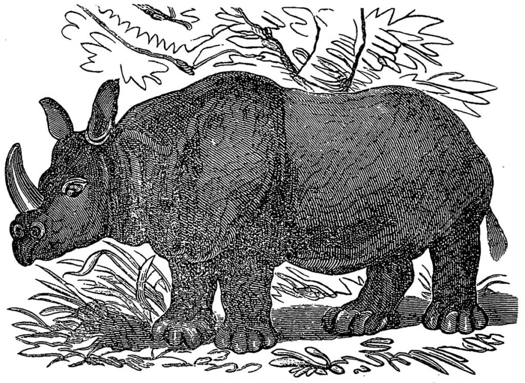 El rinoceronte es uno de los posibles orígenes del Unicornio.