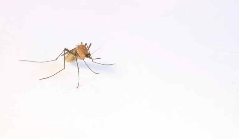 Rockefeller Univ Hosts Social Behavior Research: Mosquito Courtship to Primate Memory